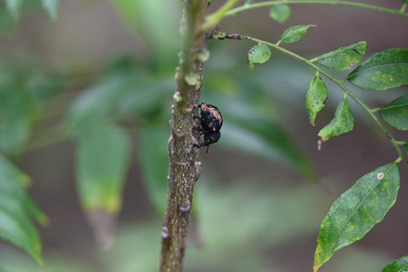 Cryptorhynchus lapathi. It is a species ofÂ weevilÂ native toÂ Europe.Â Its common...