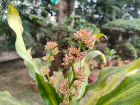 Dracaena fragrans or cornstalk dracaena flower. It is a flowering plant species that is native to...