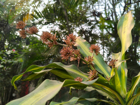 Dracaena fragrans or cornstalk dracaena flower. It is a flowering plant species that is native to tropical Africa. It grows in high altitude mountainous regions.の写真素材