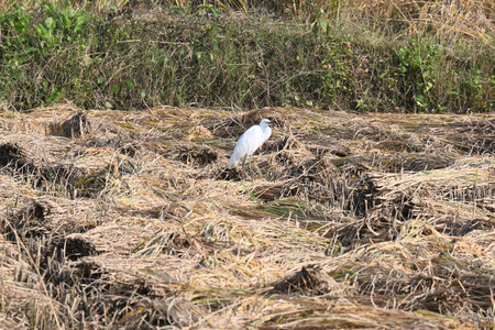 Great egret or Ardea alba in the field. Its common nameÂ common egret,Â large egret,Â great...