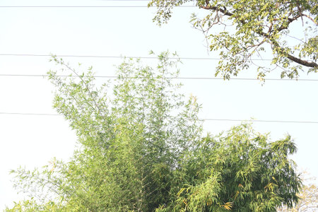 A lush bamboo thicket. Its leaves form a soft, feathery texture. It grows in a dense, sturdy clump,...