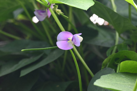 CowpeaÂ or Vigna unguiculata flower. Its anÂ annualÂ herbaceousÂ legumeÂ from the...
