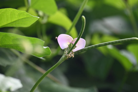 CowpeaÂ or Vigna unguiculata flower. Its anÂ annualÂ herbaceousÂ legumeÂ from the genusÂ Vigna. It can be erect, semierect trailing orÂ climbing. pulse plant flower. black-eyed pea flowerの写真素材