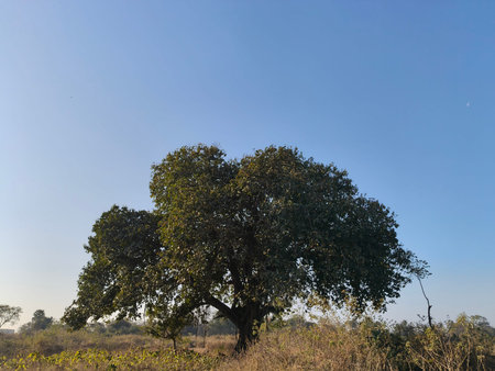Giant banyan tree. A banyan, also spelledbanian''is a fig that begins its life as an epiphyte a...