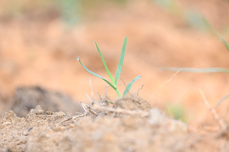 Cynodon dactylon. Its common name is Bermuda grass, couch grassÂ dhoob,...