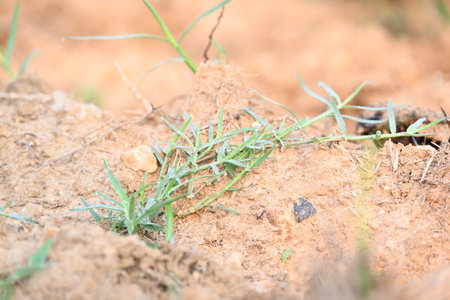 Cynodon dactylon. Its common name is Bermuda grass, couch grassÂ dhoob,...