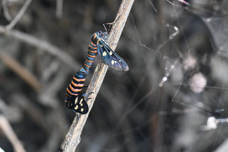 Two Amata passalis orÂ sandalwood defoliator mating on a dry twig. It is aÂ mothÂ of the...