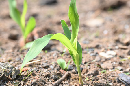 Bright green corn seedlings emerge on a sunny day. The young stalks are spaced apart, showing...