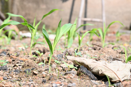 Bright green corn seedlings emerge on a sunny day. The young stalks are spaced apart, showing...