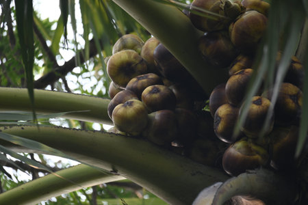 Borassus flabellifer fruits. Its common name isÂ doub palm,Â palmyra palm,Â tala,Â tal palm,Â toddy palm,Â lontar palm,Â wine palm, andÂ ice apple.の写真素材