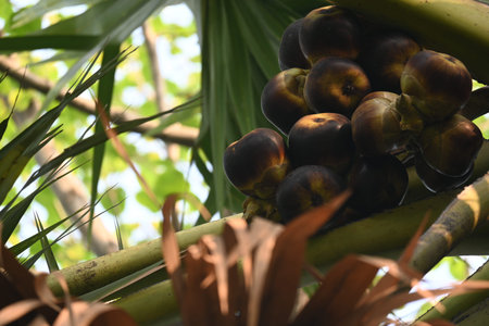 Borassus flabellifer fruits. Its common name isÂ doub palm,Â palmyra palm,Â tala,Â tal palm,Â toddy palm,Â lontar palm,Â wine palm, andÂ ice apple.の写真素材