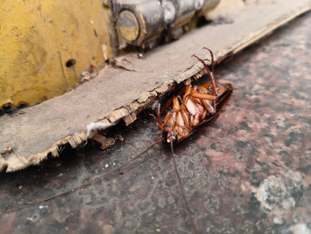 A large brown cockroach on a granite surface. These resilient insects are common household pests...