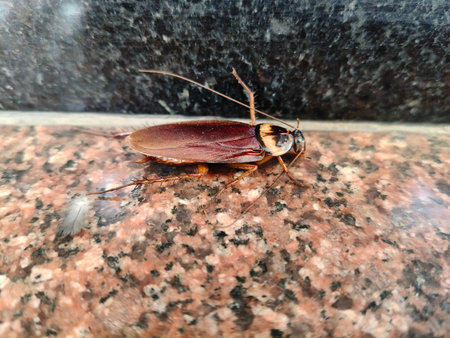 A large brown cockroach on a granite surface. These resilient insects are common household pests...