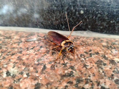 A large brown cockroach on a granite surface. These resilient insects are common household pests...