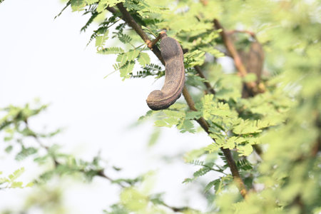 Vachellia farnesiana pods. Its common name is Acacia farnesiana,Â Mimosa farnesiana,Â sweet...