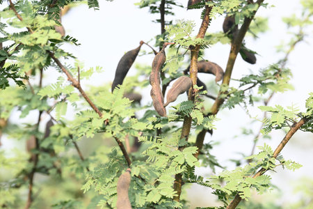 Vachellia farnesiana pods. Its common name is Acacia farnesiana,Â Mimosa farnesiana,Â sweet...