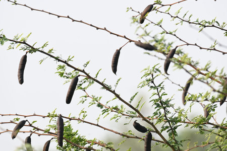 Vachellia farnesiana pods. Its common name is Acacia farnesiana,Â Mimosa farnesiana,Â sweet...