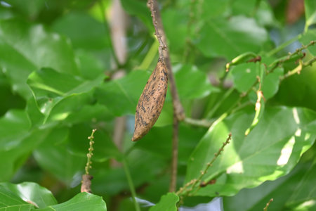 Millettia pinnata seed pods. ItÂ is a species of tree in the pea family Fabaceae. Its other name...