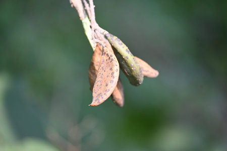 Millettia pinnata seed pods. ItÂ is a species of tree in the pea family Fabaceae. Its other name...