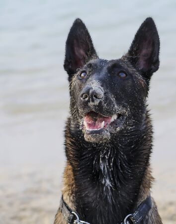 Black faced female Belgian Malinois playing in the sand on the beachの写真素材