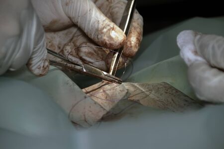 A veterinary surgeon performing surgery on a dog using forceps, clamps and suturing materialの写真素材