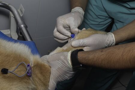A veternary surgeon placing a intravenous catheter before starting sterilization surgeryの写真素材