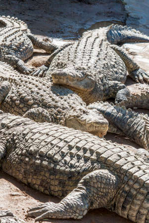 A group of Alligatots sunbathing in the sun at a crocodile park in South Africaの写真素材
