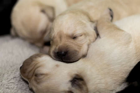 Labrador Retriever puppies sleeping after breastfeeding from their motherの写真素材