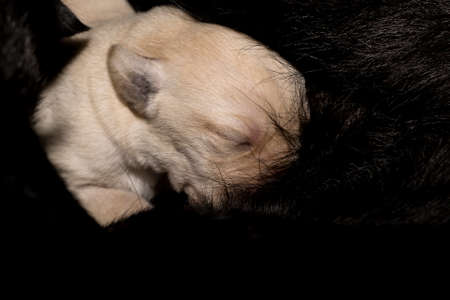 Labrador Retriever puppies sleeping after breastfeeding from their motherの写真素材