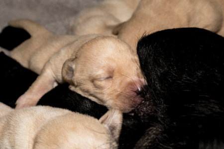 Labrador Retriever puppies sleeping after breastfeeding from their mother
