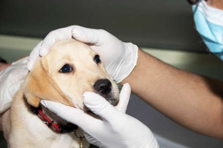 A Veterinarian examines a Labrador puppy's eye during a medical checkupの写真素材
