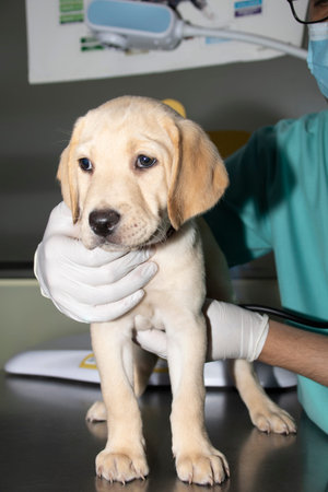 A Veterinarian examines a Labrador puppy's heart and lungs during a medical checkup