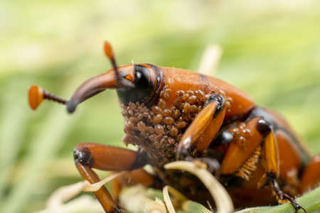 A Red-Palm Weevil with babies on the undersideの写真素材