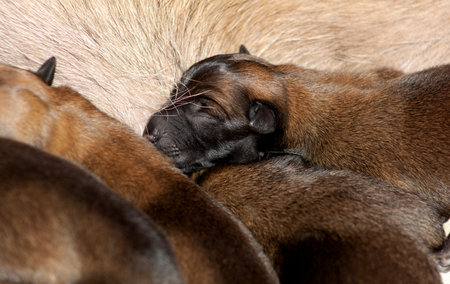 Newborn Belgian Malinois puppiesの写真素材