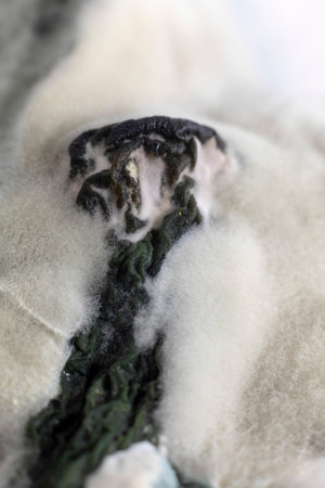 Old rotten cucumber with mold and fungus growthの写真素材