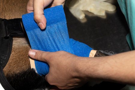 A veterinarian places a blue conforming bandage on the injured leg of a Belgian Malinoisの写真素材