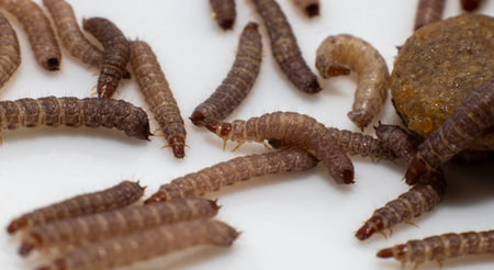 Small worms found in dry dog food/Kibblem easuring about 1cm in length