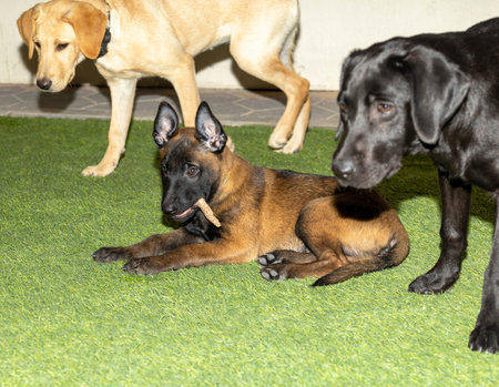 The cute face of a Belgian Malinois puppy with it's ear still down