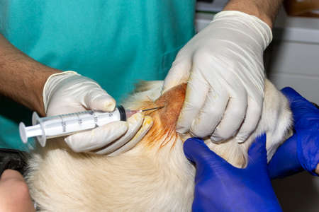 A Skilled Veterinarian drains an abcess on the head of a Golden Retriever dogの写真素材