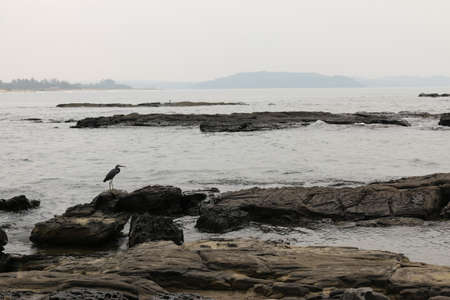 birds on the beach, the tide of Goaの写真素材