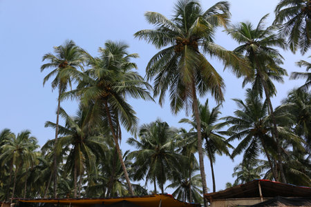 coconut trees by the sea Goa Indiaの写真素材