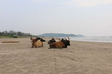 cows by the sea in India Goaの写真素材