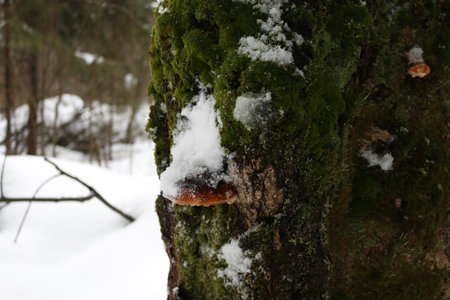 mushrooms in the snow on a tree mossの写真素材
