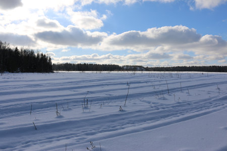 snowy field, a blue sky Sunny day, the pine forestの写真素材