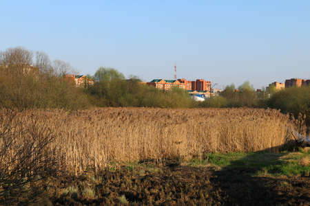 a field with dry reeds near the cityの写真素材