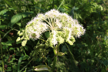 white blooming ammi spring