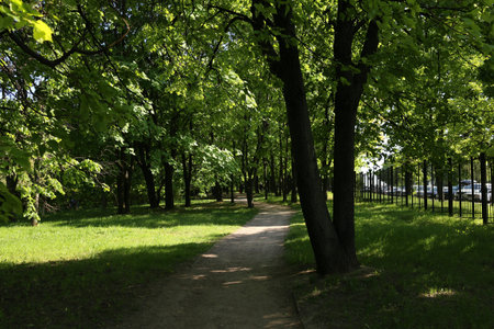trees in the park, sun, summer