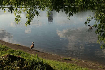 two ducks swimming in the waterの写真素材