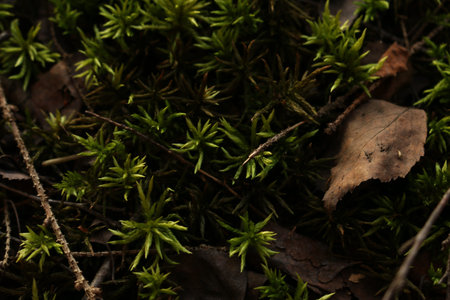 moss in the forest on a tree macro photography