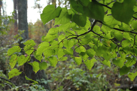 the leaves on the branches are green in summer